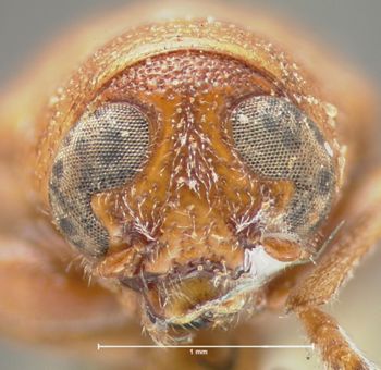 Media type: image; Entomology 8659   Aspect: head frontal view